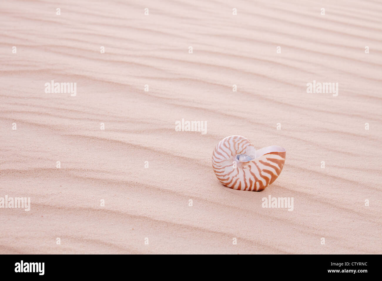 Nautilus pompilius shell in sand dune, shallow dof Stock Photo