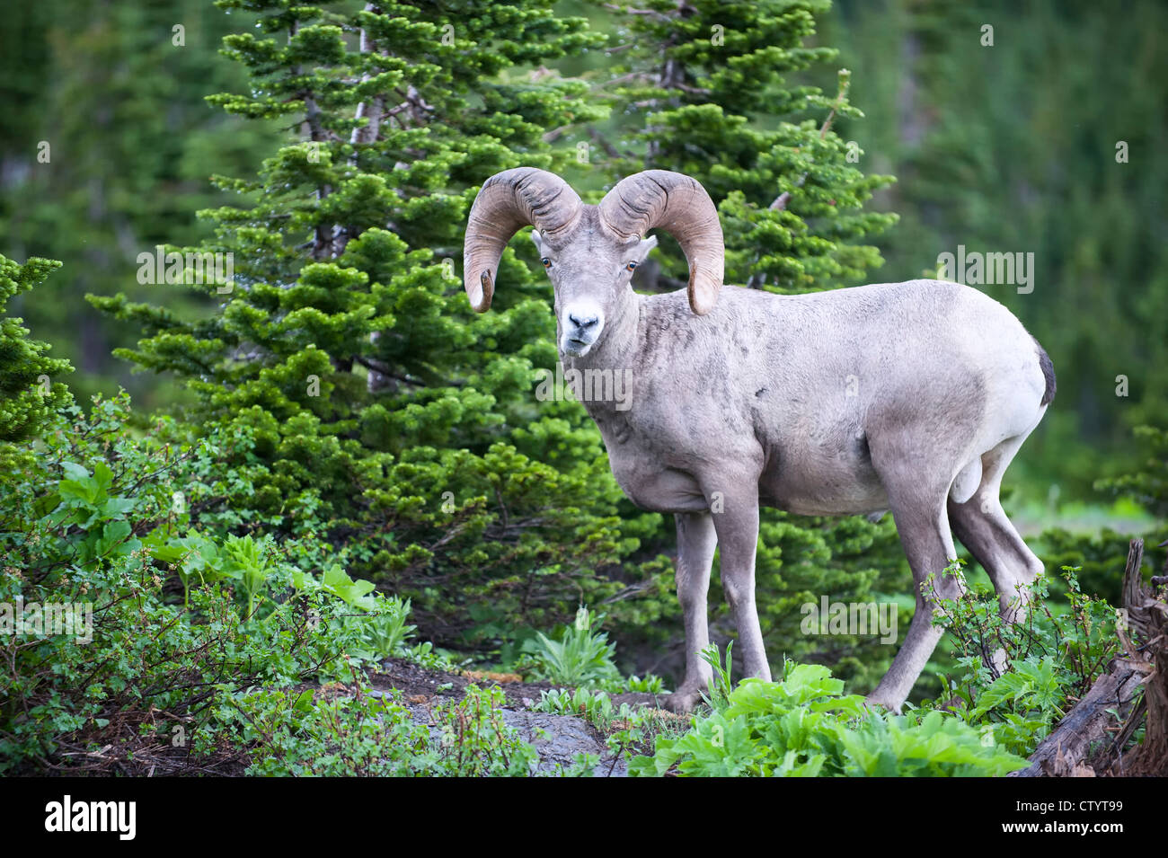 Bighorn Sheep Ram (Ovis canadensis), Northern Rockies Stock Photo