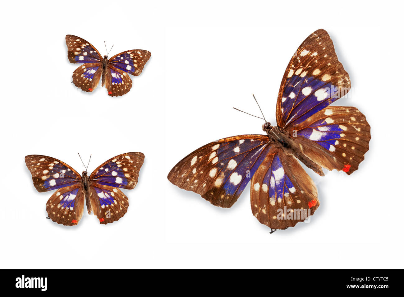 Butterfly specimens Stock Photo