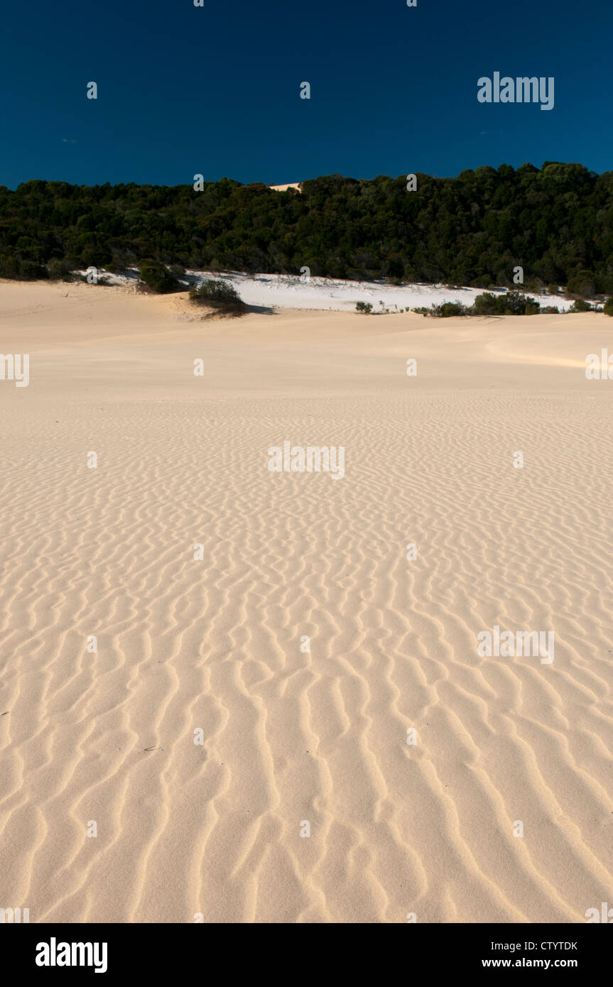 Sand dune crossed on the walk to Lake Wabby on Fraser Island. Stock Photo
