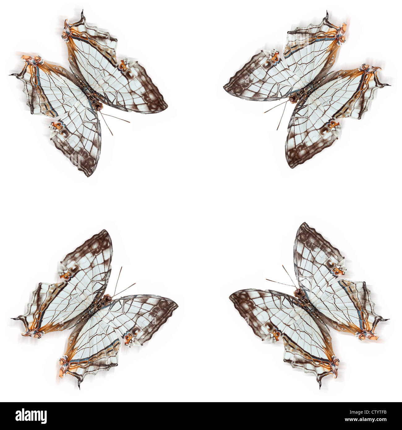 Butterfly specimens Stock Photo