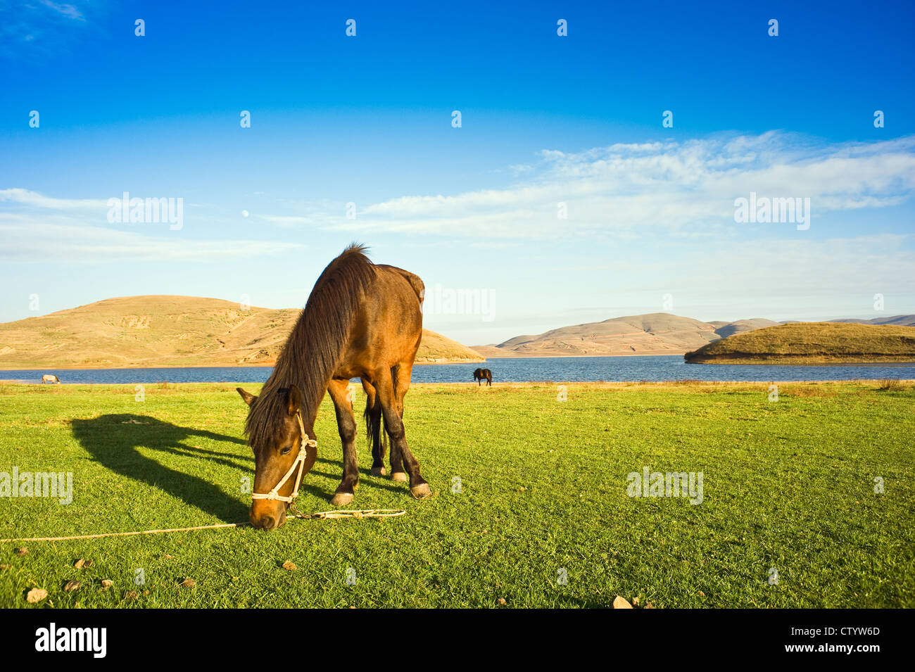 Horses grazing in the lake Stock Photo Alamy