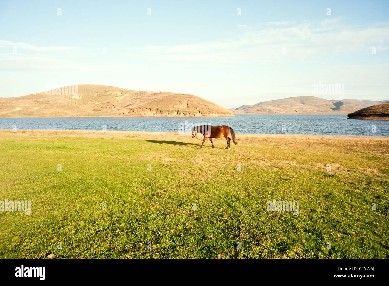 Horses and grass hi-res stock photography and images - Alamy