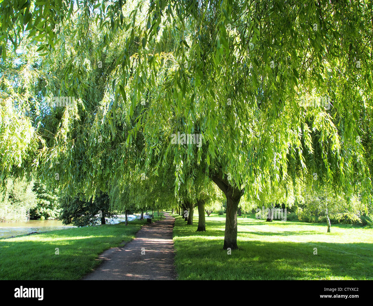 Avenue trees path hi-res stock photography and images - Alamy