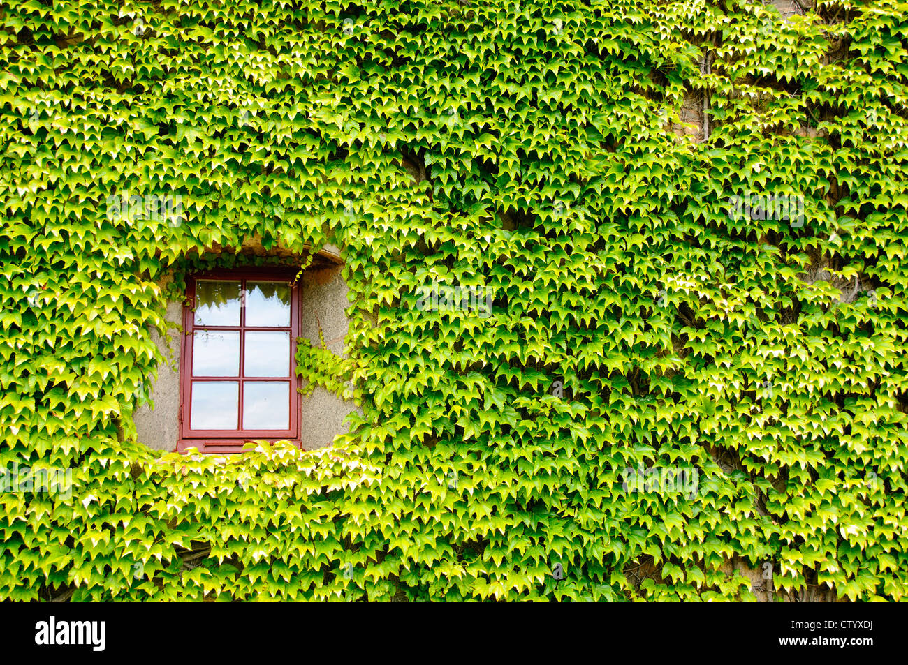 View of a closed window and of a wall covered with ivy Stock Photo