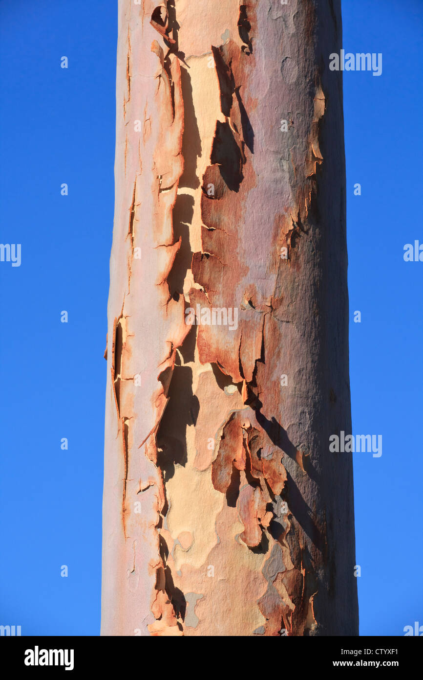 Bark peeling off from the trunk of a lemon scented gum (Corymbia