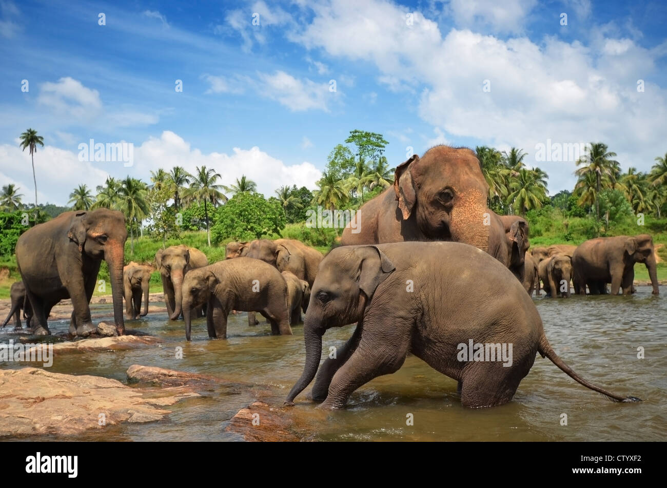 Sri lanka elephants bathing hi-res stock photography and images - Alamy