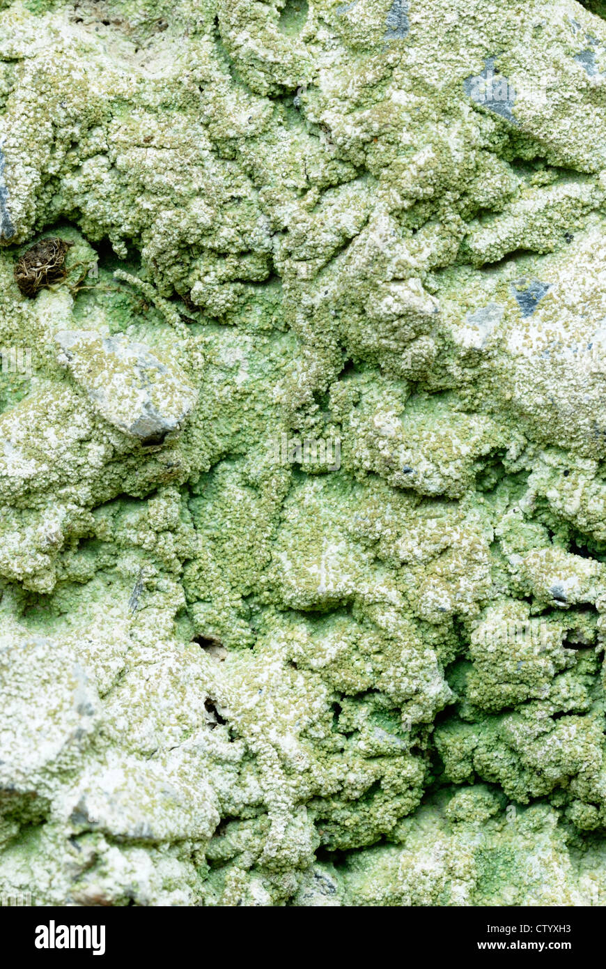 Baeomyces rufus lichen, Wales, UK. Stock Photo