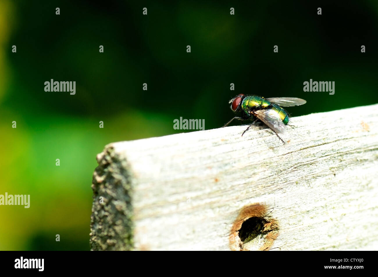 A shiny green bottle fly sitting on a plank Stock Photo