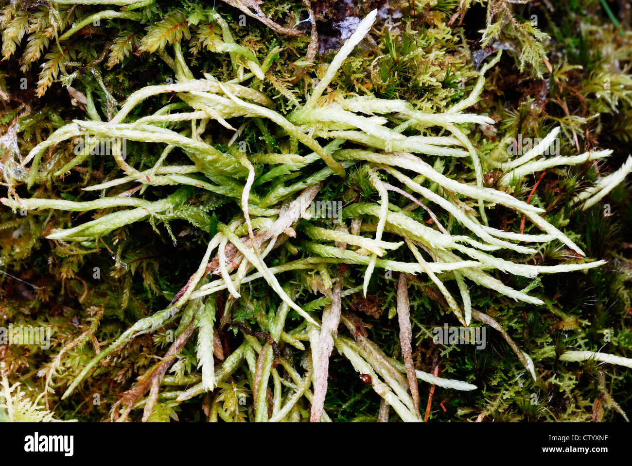 Plagiothecium nemorale moss, Wales, UK. Stock Photo