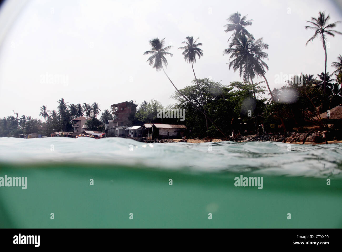 Palm tree growing in water hires stock photography and images Alamy