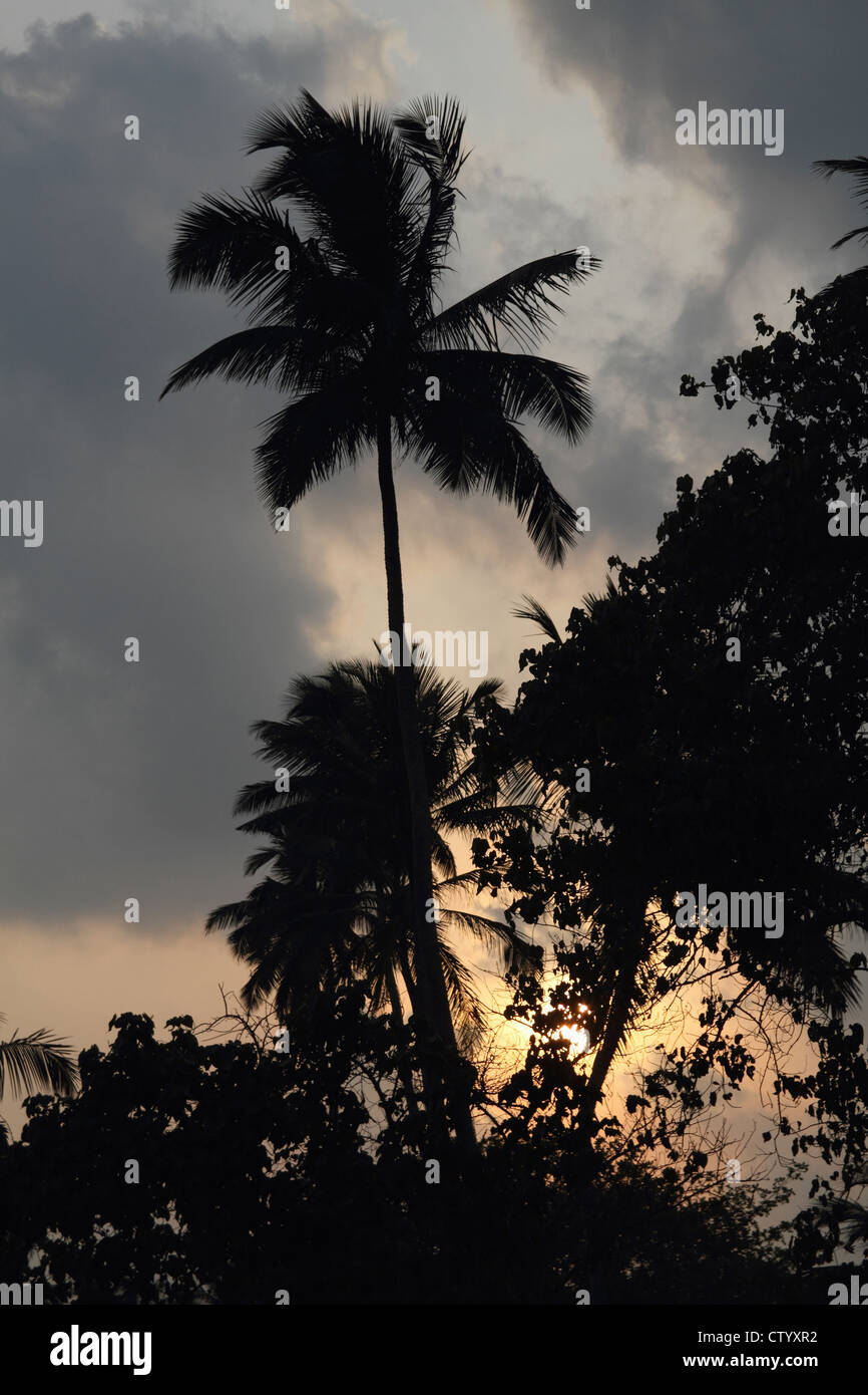 Silhouette of trees against sunset sky Stock Photo - Alamy