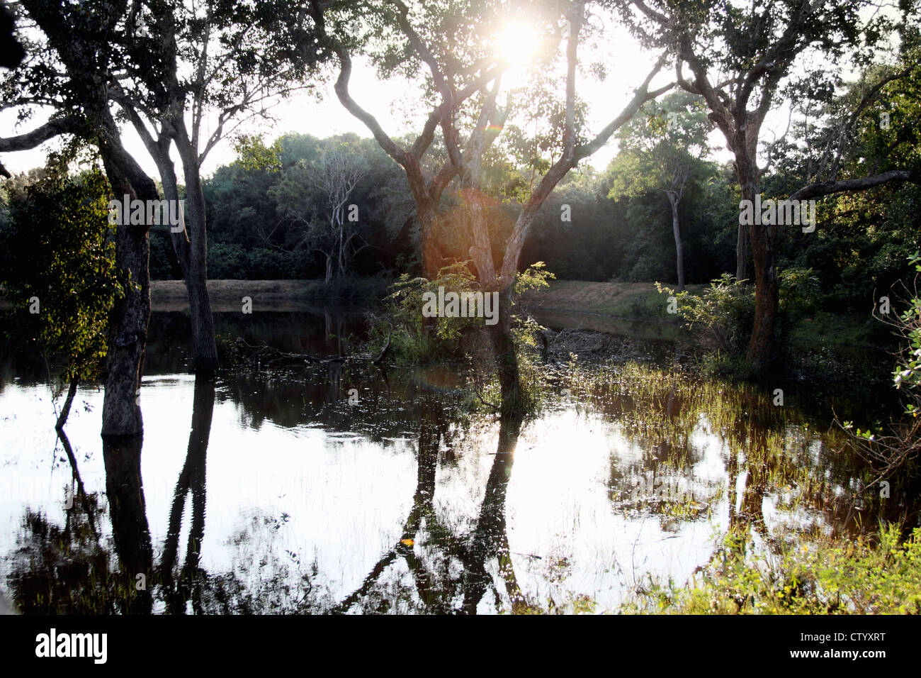Trees reflected in still lake Stock Photo - Alamy