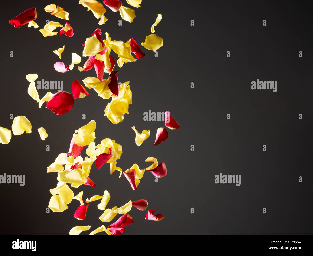 Petals Falling Flower Rose High Resolution Stock Photography and Images Alamy