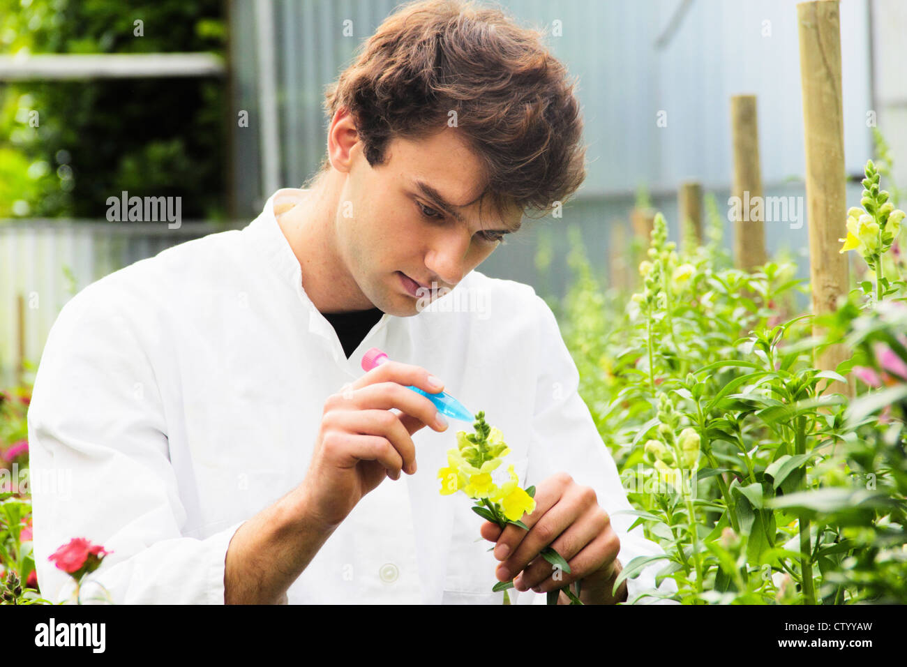 Scientist examining flower in garden Stock Photo