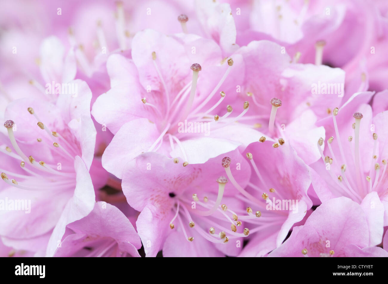 Rhododendron cultivar, Rhododendron, Pink. Stock Photo