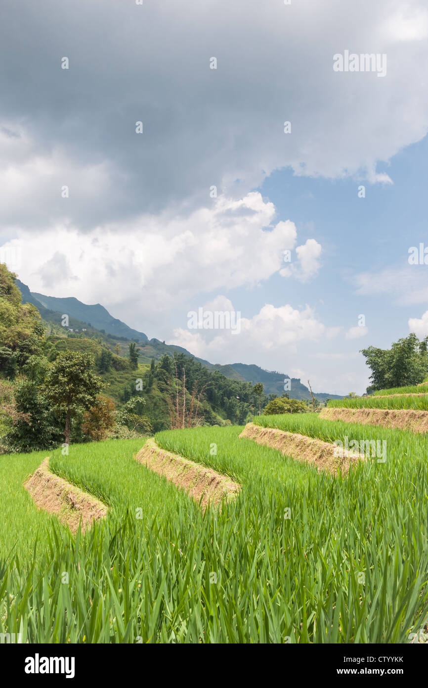 Rice Terraces and Sky Stock Photo - Alamy