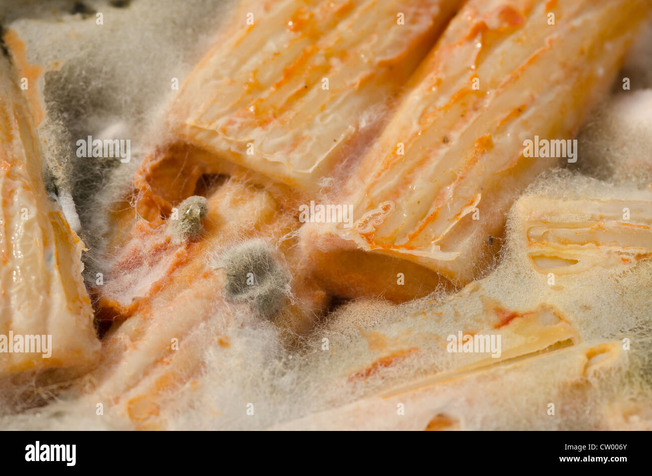 Mouldy pasta lunch box school meal forgotten penicillin growth impregnated with hyphae long branching filamentous structure Stock Photo