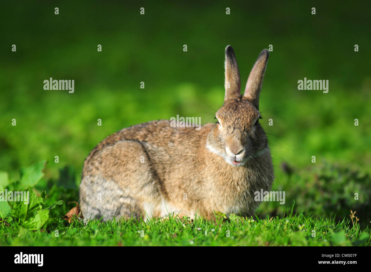 A rabbit lying down on grass UK Stock Photo Alamy