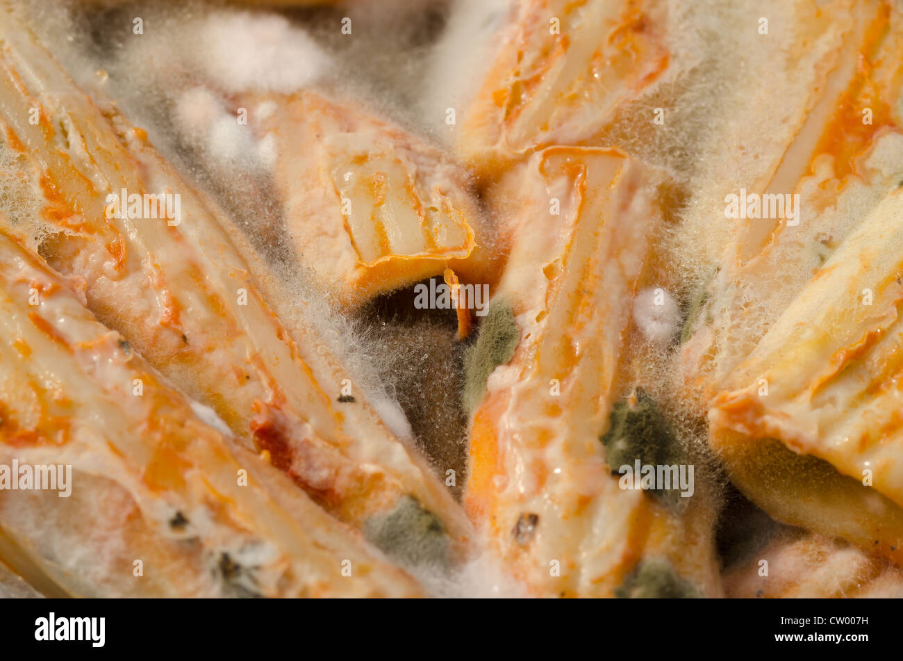 Mouldy pasta lunch box school meal forgotten penicillin growth impregnated with hyphae long branching filamentous structure Stock Photo