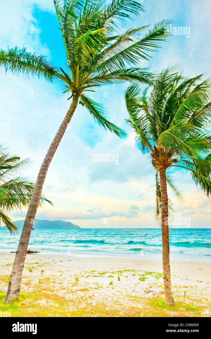 Two palmtree on the beach at sunset time Stock Photo - Alamy
