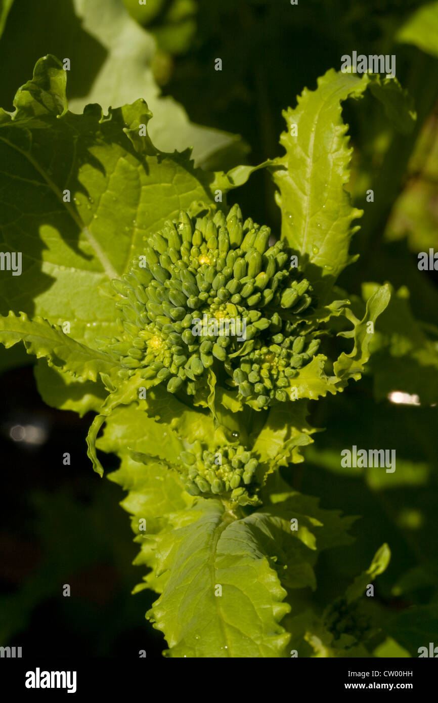 Sprouting Broccoli ready for harvest in a home organic vegetable garden
