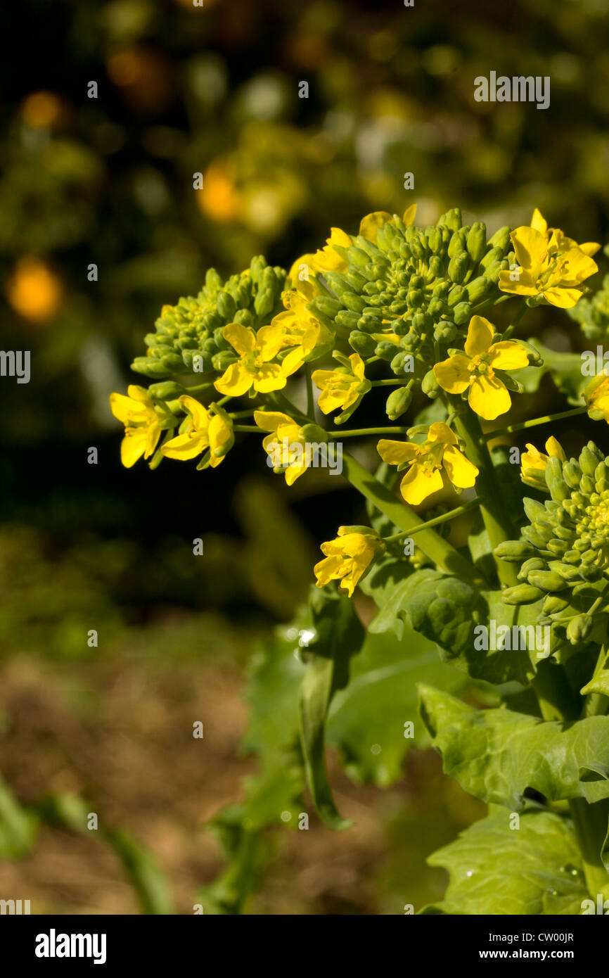 Beautiful golden flowers of sprouting Broccoli in a home vegetable garden Stock Photo