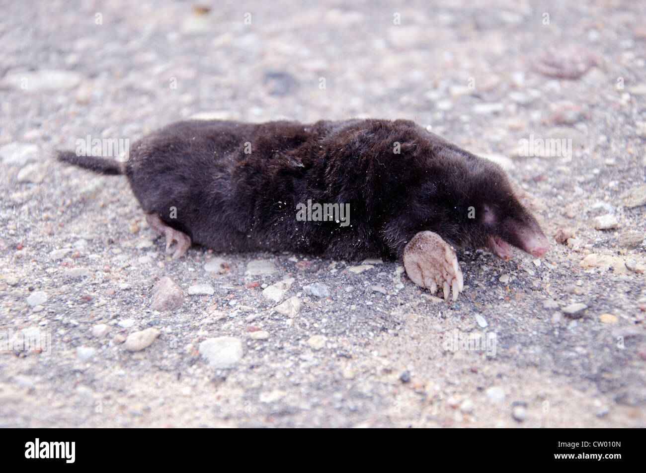 dead black mole on asphalt road Stock Photo