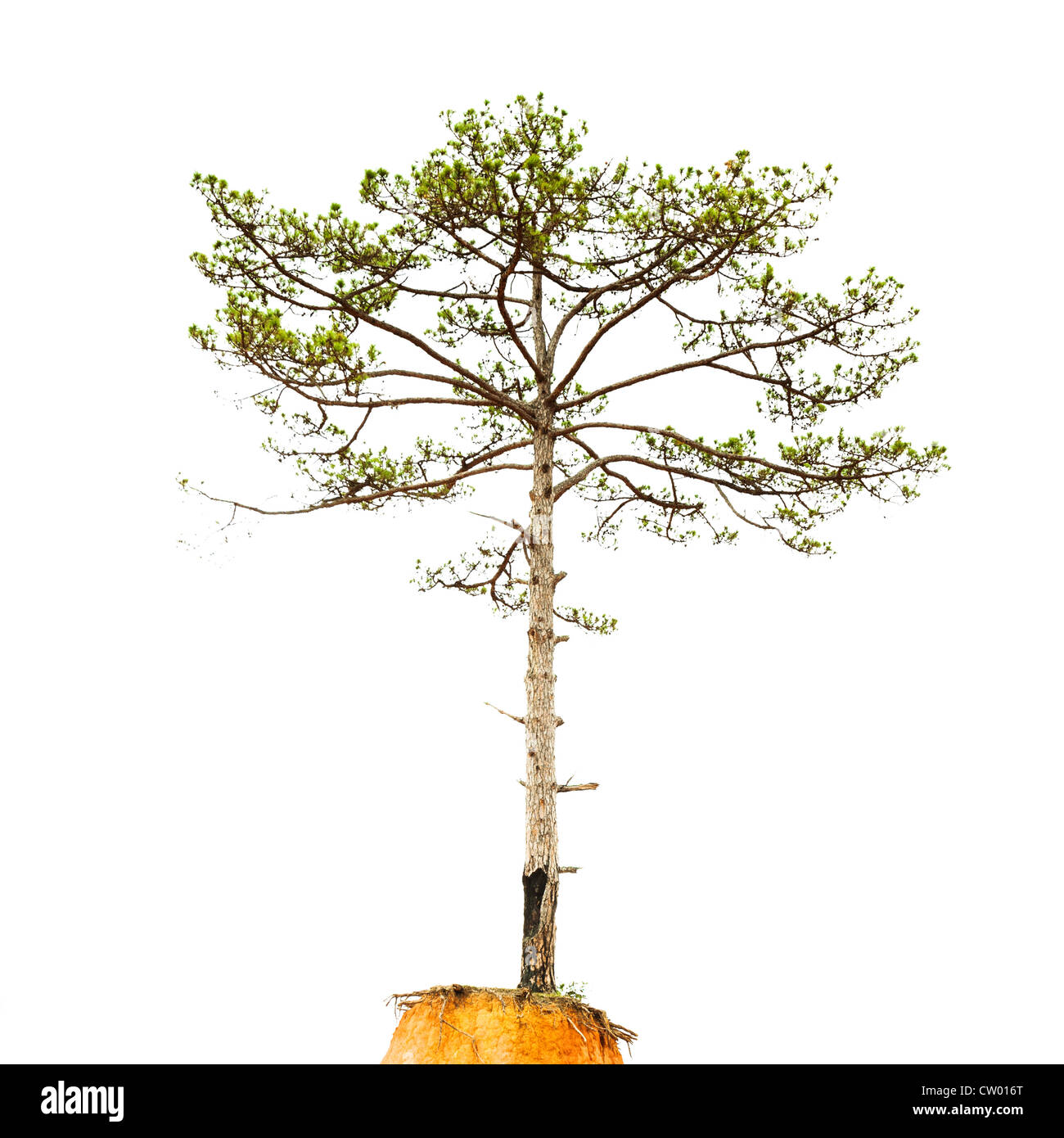 Pinetree isolated on a white background Stock Photo