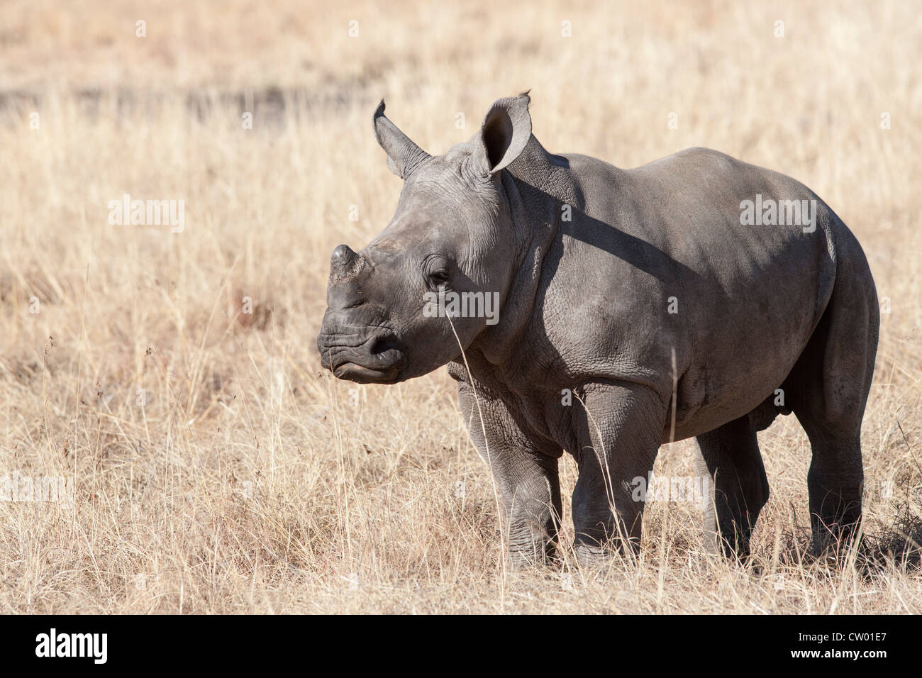 White rhino calf (Ceratotherium simum), Elandslaagte game ranch, North Western province, South Africa Stock Photo