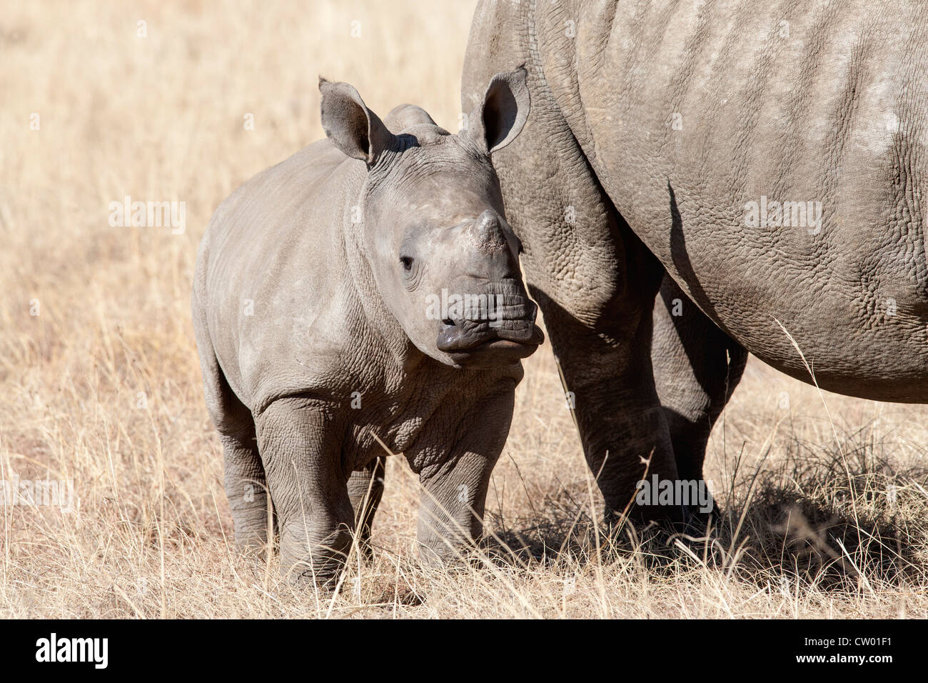 White rhino calf (Ceratotherium simum), Elandslaagte game ranch, North Western province, South Africa Stock Photo