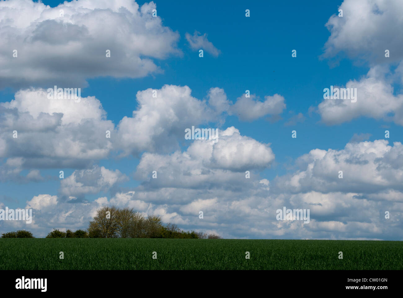 Green wheat field with dark blue sky and clouds Stock Photo - Alamy