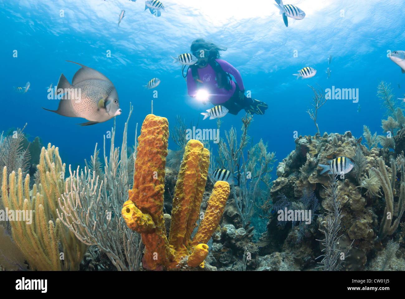 Scuba Diver swimming over tropical coral reef with Queen Angelfish (Holacanthus ciliaris) and Sponges Stock Photo