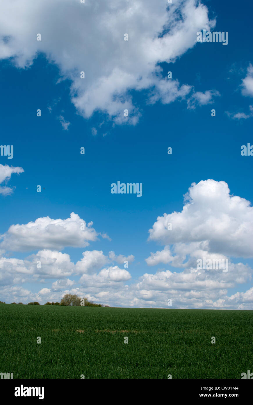 Green wheat field with dark blue sky and clouds Stock Photo - Alamy