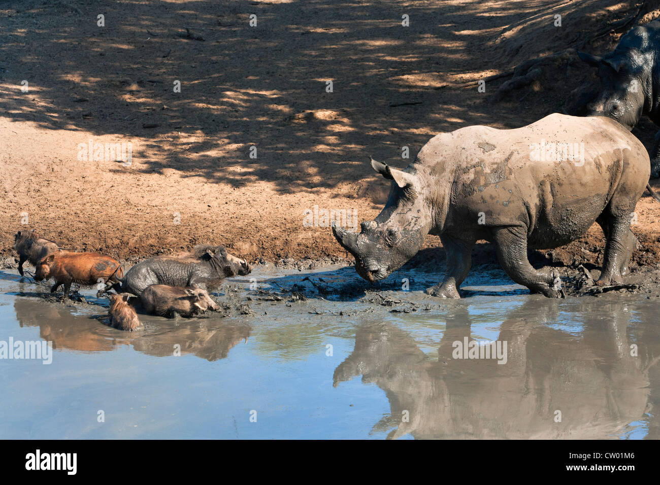 White rhino (Ceratotherium simum) with warthog, Mkhuze game reserve, Kwazulu Natal, South Africa Stock Photo