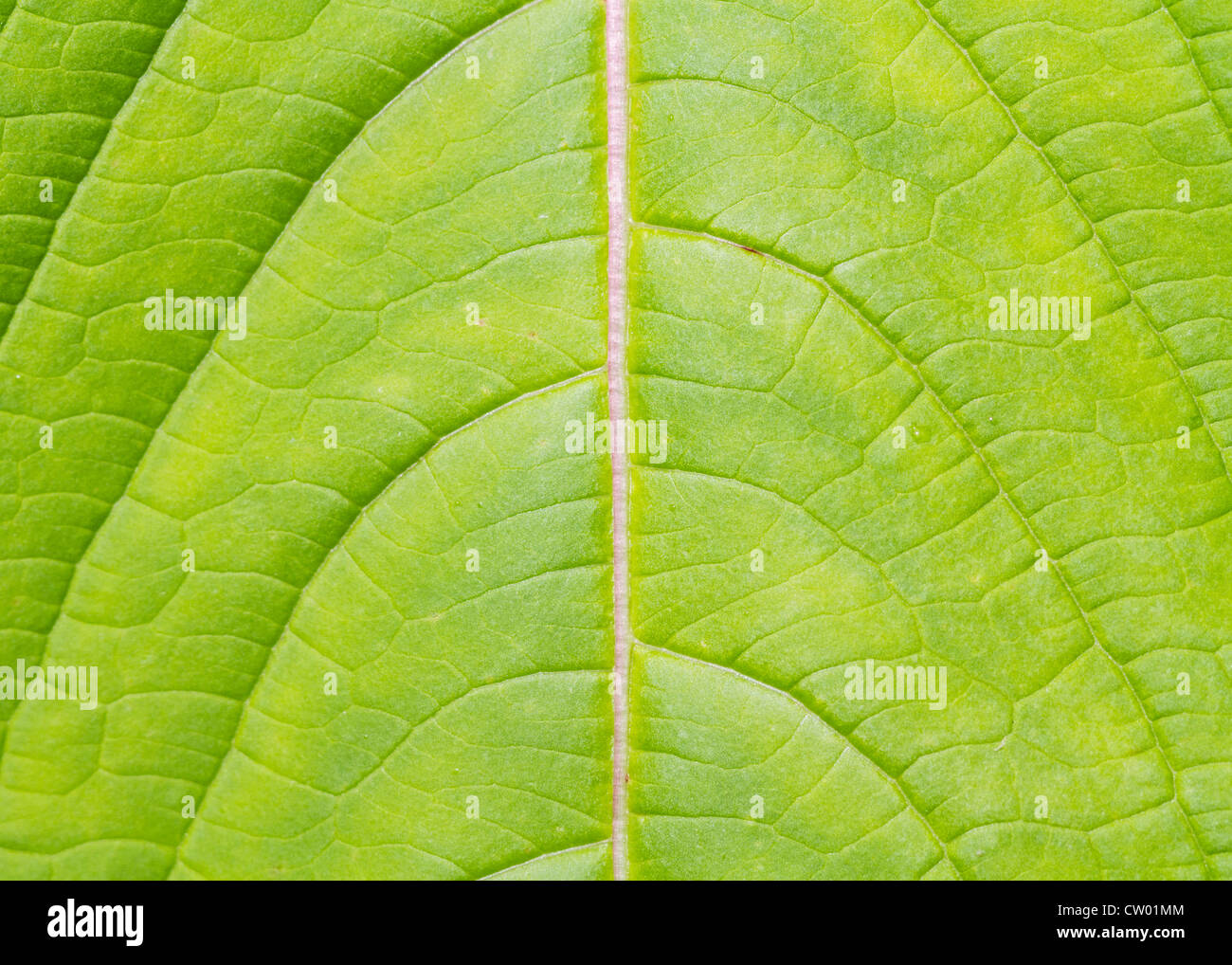 Leaf background and texture close up macro Stock Photo - Alamy