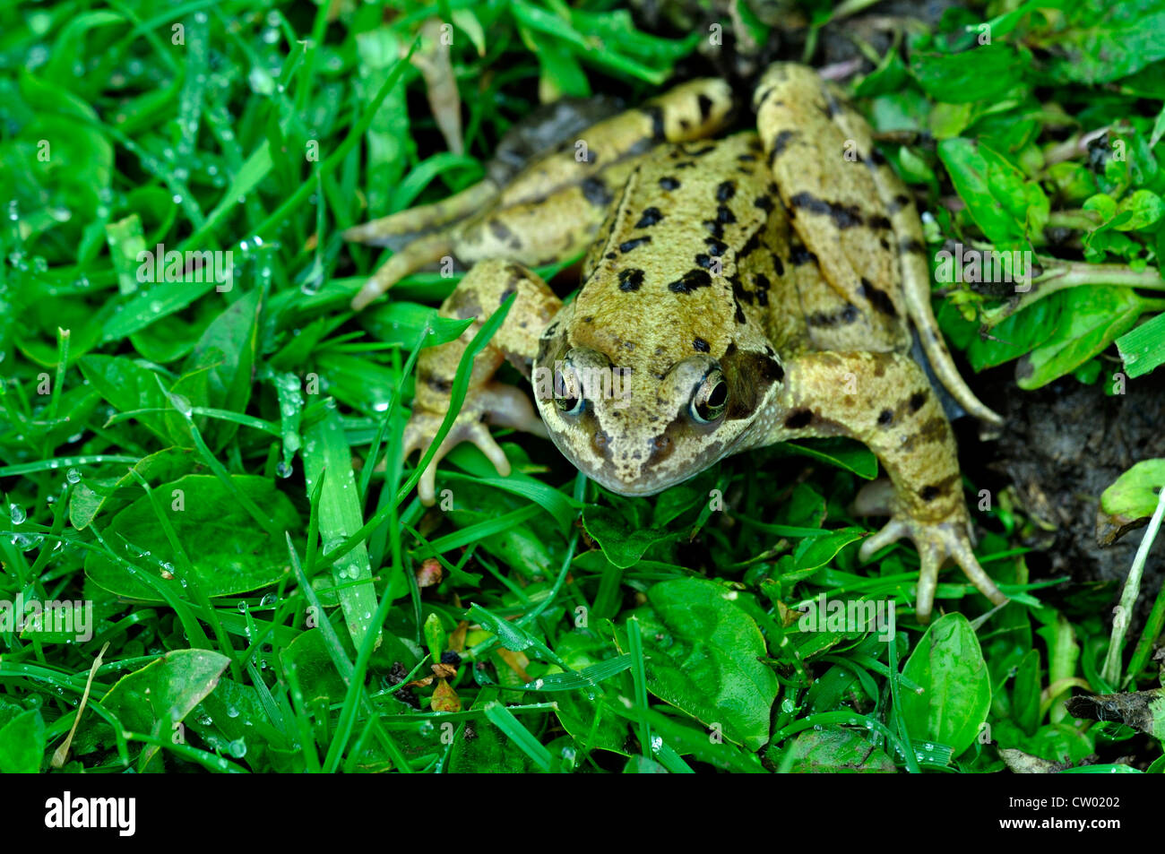 A common frog in green undergrowth UK Stock Photo