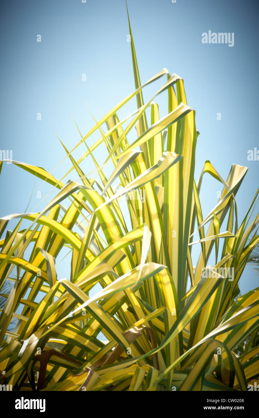 Green grass japanese sedge hi-res stock photography and images - Alamy