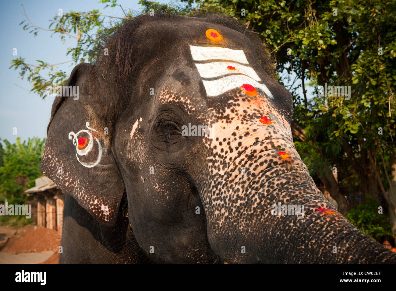 Painted Lakshmi, the Temple Elephant, UNESCO World Heritage Site, Hampi, India, Asia Stock Photo