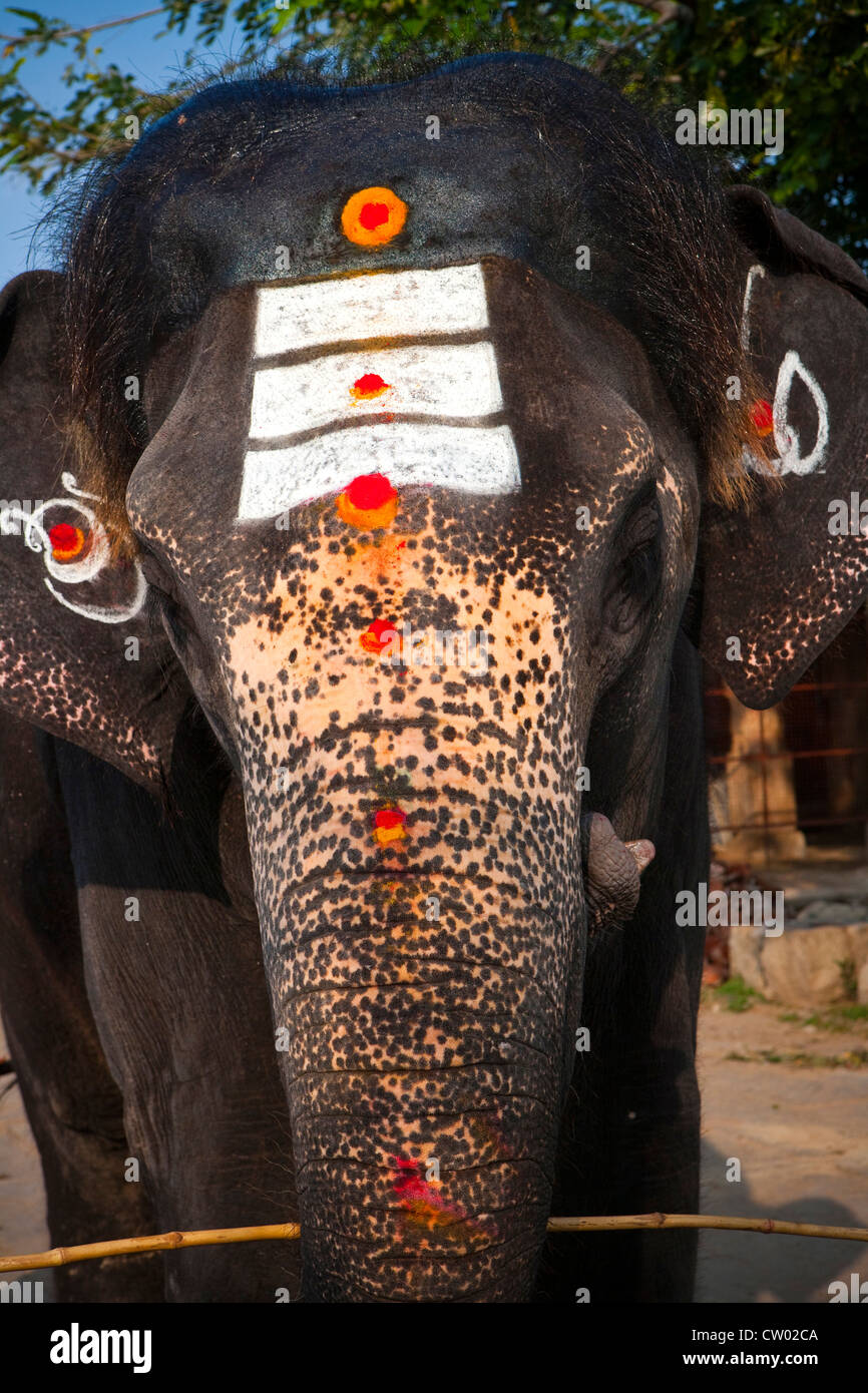 Painted Lakshmi, the Temple Elephant, UNESCO World Heritage Site, Hampi, India, Asia Stock Photo