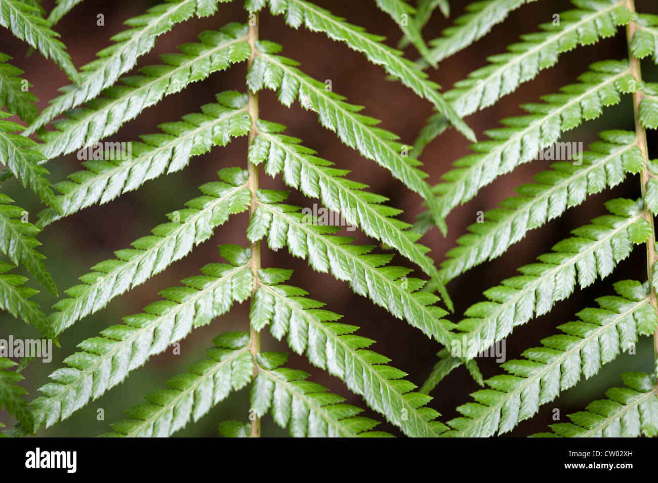 Fern leaves showing herring bone pattern close up. Stock Photo