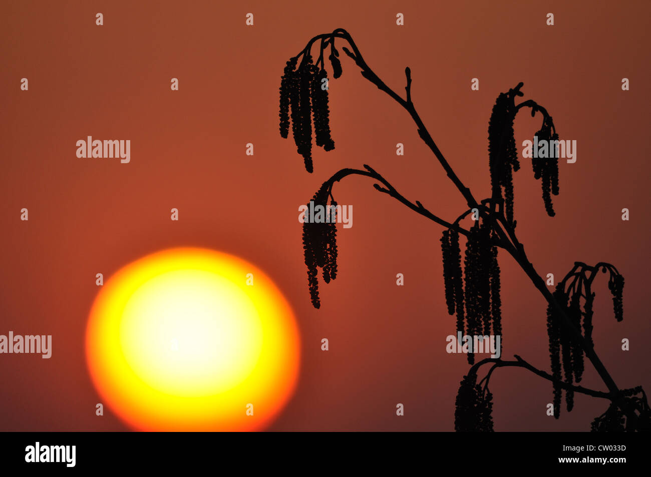 The Sun setting behind a Catkin stalk Stock Photo
