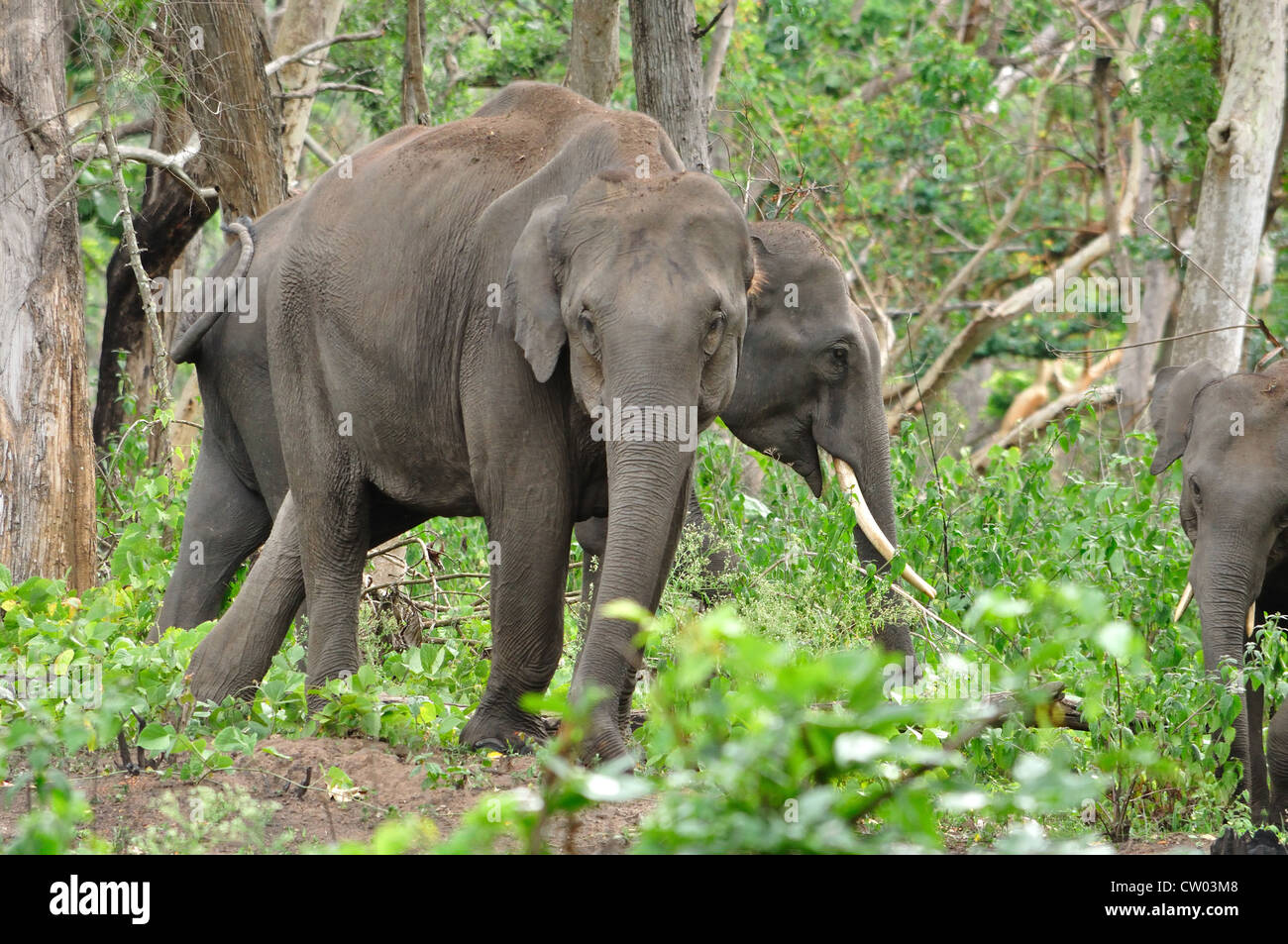 Indian Elephants (Elephas maximus indicus) Stock Photo