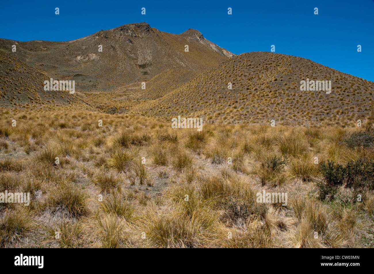 At 971 meters above sea level on Lindis Pass in Central Otago low rainfall creates tussock grasslands in New Zealand. Stock Photo