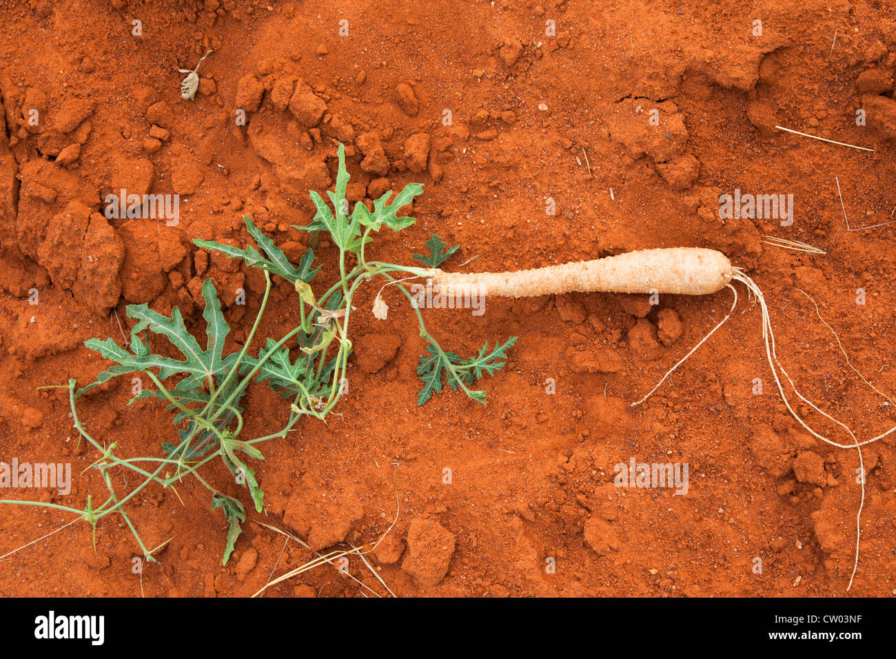 Root of gemsbok cucumber, Acanthosicyos naudinianus, Kgalagadi Transfrontier Park, South Africa Stock Photo