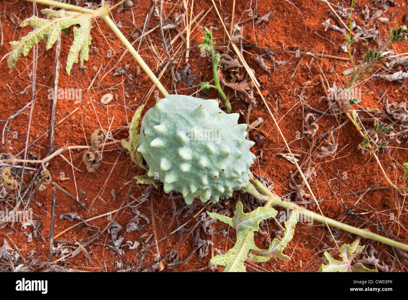 Gemsbok cucumber, Acanthosicyos naudinianus, Kgalagadi Transfrontier Park, South Africa Stock Photo