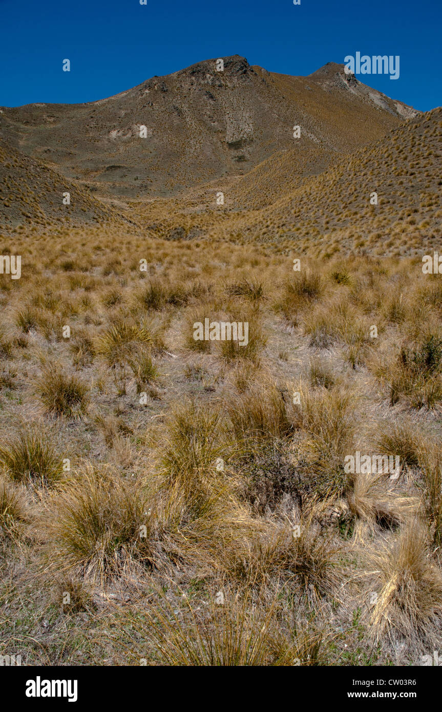 At 971 meters above sea level on Lindis Pass in Central Otago low rainfall creates tussock grasslands in New Zealand. Stock Photo