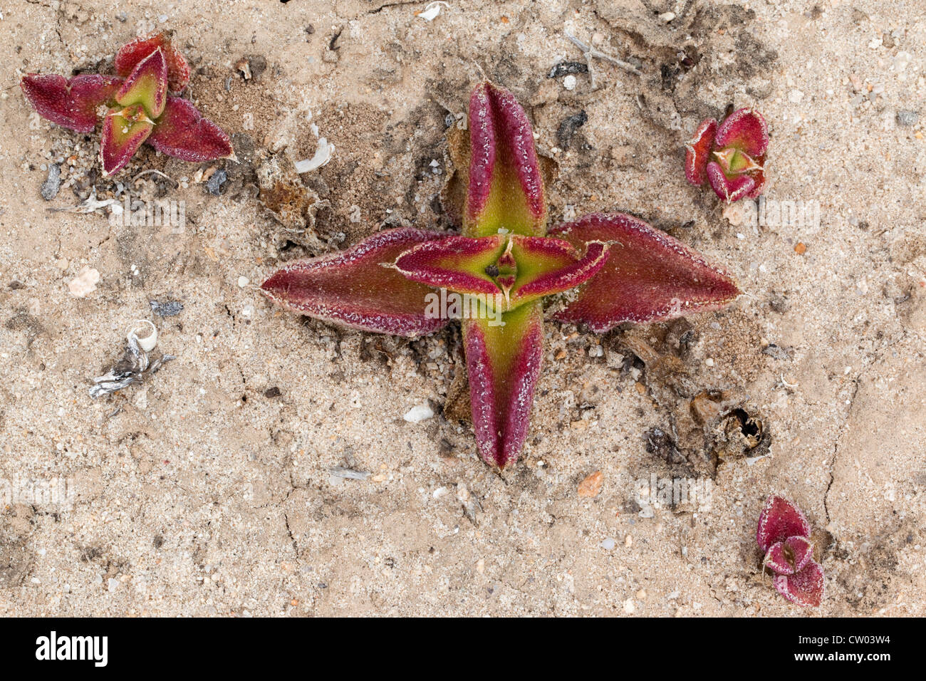 Mesembryanthemum crystallinum, Namaqualand coast, Northern Cape, South Africa Stock Photo