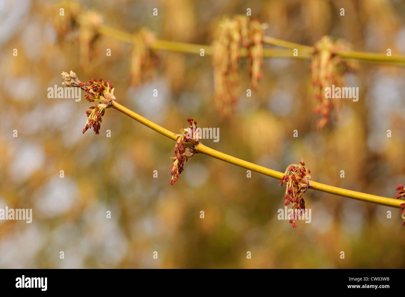 Tree branch detail hi-res stock photography and images - Alamy