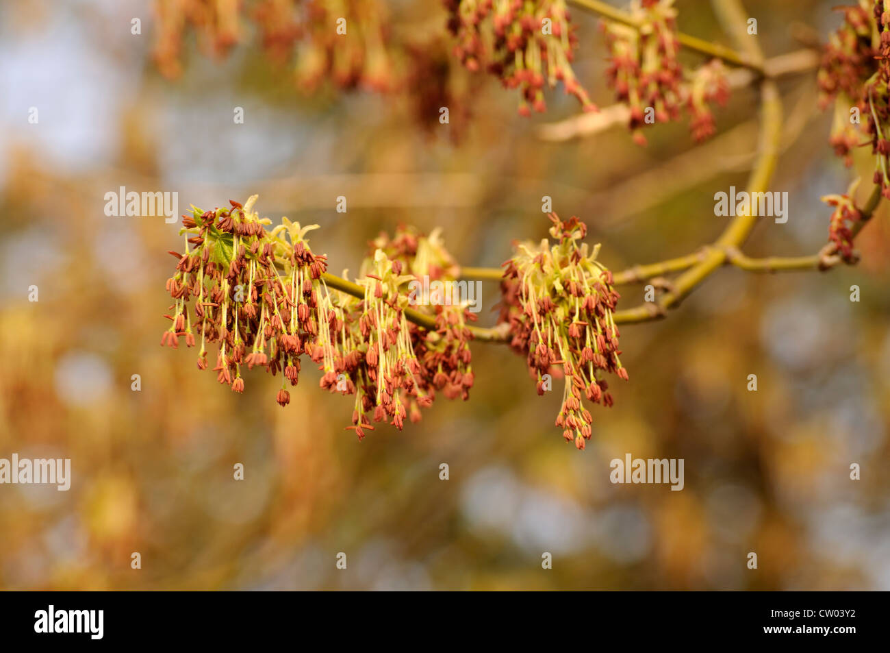 Tree in bloom Stock Photo - Alamy